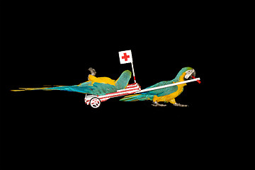 Image showing Parrot ambulance driving hospital