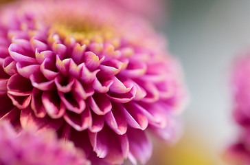 Image showing close up of beautiful pink chrysanthemum flowers