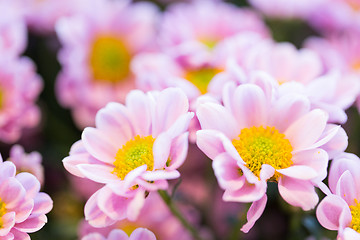 Image showing close up of beautiful pink chrysanthemum flowers