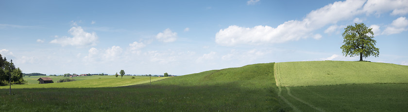 Image showing lonely tree on a hill