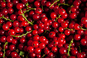 Image showing Redcurrant close up