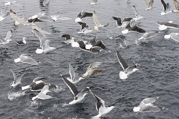 Image showing Seagull