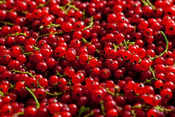 Image showing Redcurrant close up