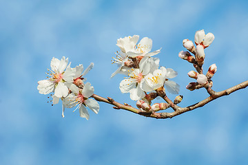 Image showing Spring Flowers