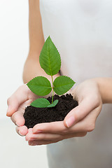 Image showing hands holding young plant 