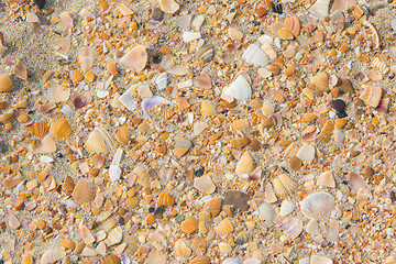 Image showing Background of multicolored small seashells lying on the sand of the sea