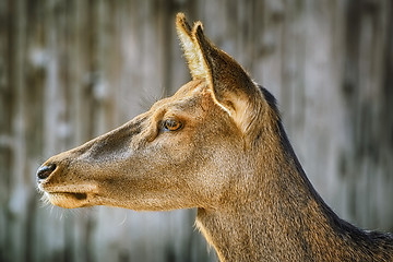 Image showing Portrait of Deer