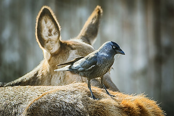 Image showing Crow on the Deer