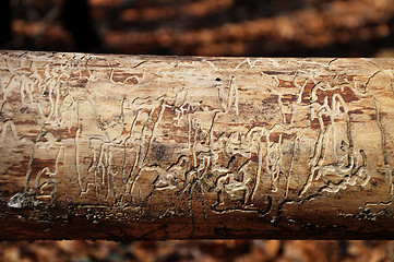 Image showing Bark beetle traces