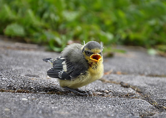 Image showing Young blue tit
