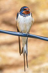 Image showing Swallow on the Wire