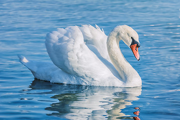 Image showing Swan on the Lake