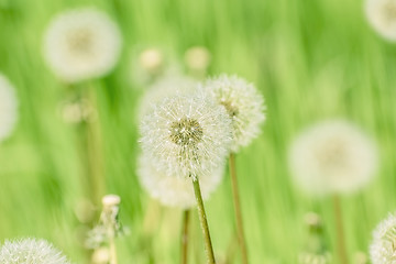 Image showing Dandelions on the Green