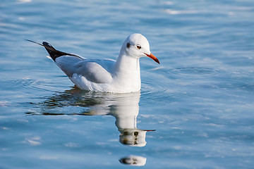 Image showing Seagull on Water