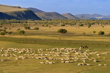 Image showing Group of Sheep