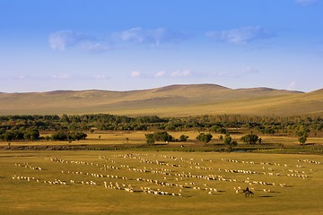 Image showing Group of Sheep