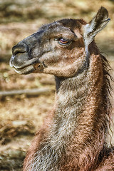 Image showing Portrait of Llama