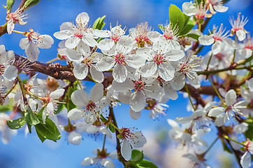 Image showing Blossoming Cherry Plum