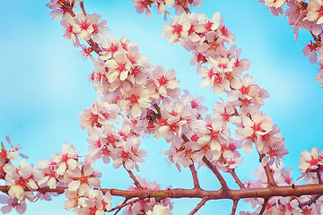 Image showing Blooming of Almond