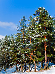 Image showing Pine Forest