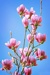 Image showing Magnolia Flowers against the Sky