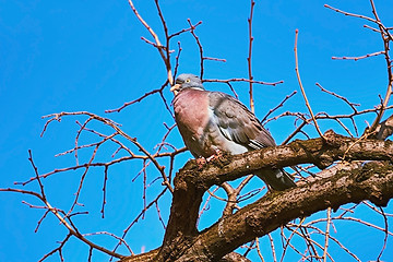 Image showing Perching on the Bough