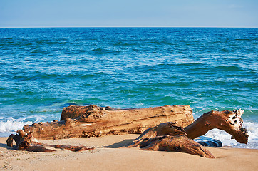 Image showing Trunk on the Sea Shore