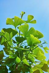 Image showing Leaves of Ginkgo