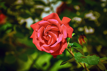 Image showing Red Rose Flower