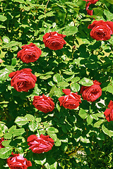 Image showing Red Rose Bush 