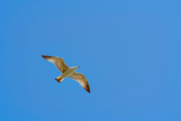 Image showing Seagull in the Sky 