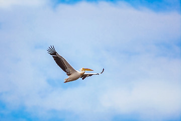 Image showing Flying Pelican in the Sky