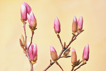 Image showing Pink Magnolia Flowers