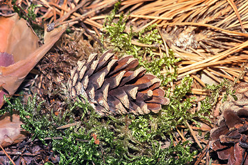 Image showing Pine cones on the ground, fallen from the trees.