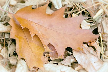 Image showing Fallen yellow oak leaves on the background of fallen leaves on t