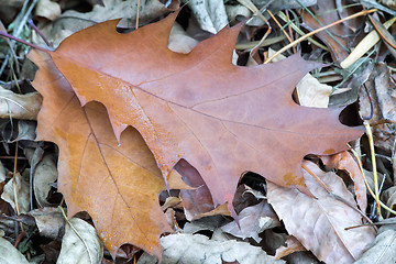 Image showing Fallen yellow oak leaves on the background of fallen leaves on t