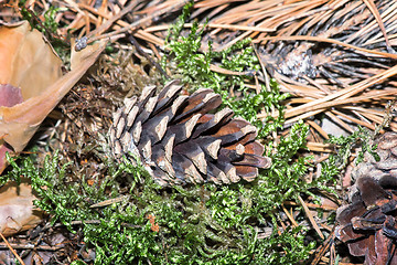 Image showing Pine cones on the ground, fallen from the trees.