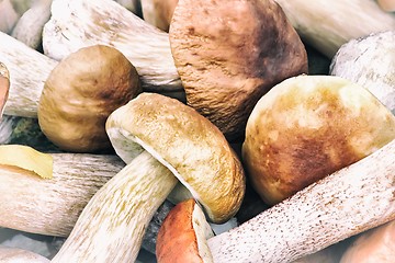 Image showing Beautiful mushrooms on the grass in the forest.