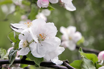 Image showing Branch of flowering apple-tree on a background a green garden.