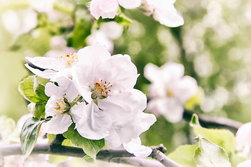 Image showing Branch of flowering apple-tree on a background a green garden.