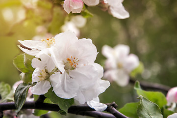 Image showing Branch of flowering apple-tree on a background a green garden.