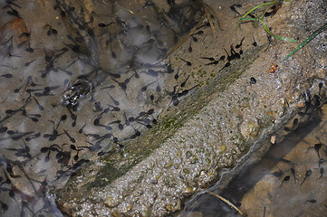 Image showing Tadpole in water