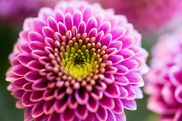 Image showing close up of beautiful pink chrysanthemum flowers