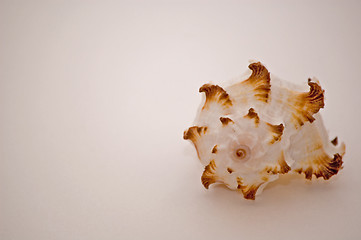 Image showing She Sells Sea Shells