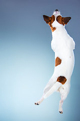 Image showing Small Jack Russell Terrier jumping high