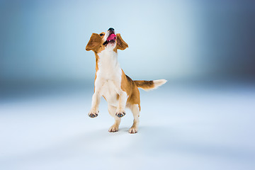 Image showing The beagle dog on gray background