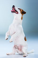 Image showing Small Jack Russell Terrier sitting on gray