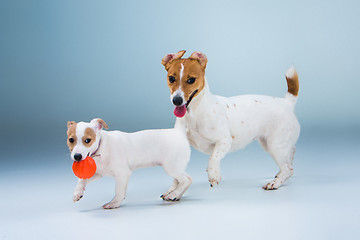 Image showing The two Jack Russell Terrier standing on gray