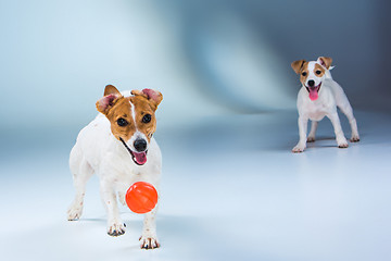 Image showing The two Jack Russell Terrier standing on gray