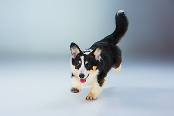 Image showing The welsh corgi pembroke on a gray background